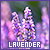 Lavender fanlisting