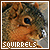Squirrels fanlisting